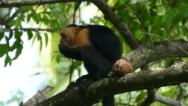 Capuchin Abe Træ Spiser Hurtigt Fra Kokosnød Montezuma Costa Rica – Stock-video