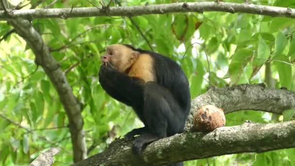 Capuchin Maymunu Montezuma Kosta Rika Hindistan Cevizi Kabuğunun Son Parçalarını — Stok video