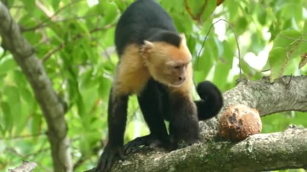 Capuchin Μαϊμού Finshed Φαγητό Από Ένα Μέρος Του Κελύφους Καρύδας — Αρχείο Βίντεο