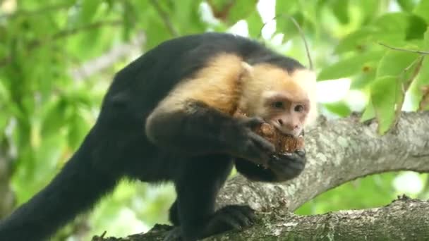 Close Capuchin Monkey Biting Hard Get Pieces Out Coconut Shell — Stock Video