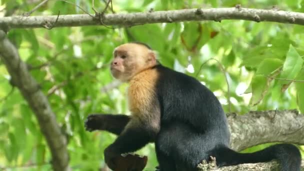 Kapucijnaap Een Boom Eet Stukjes Uit Een Kokosnoot Schil Montezuma — Stockvideo