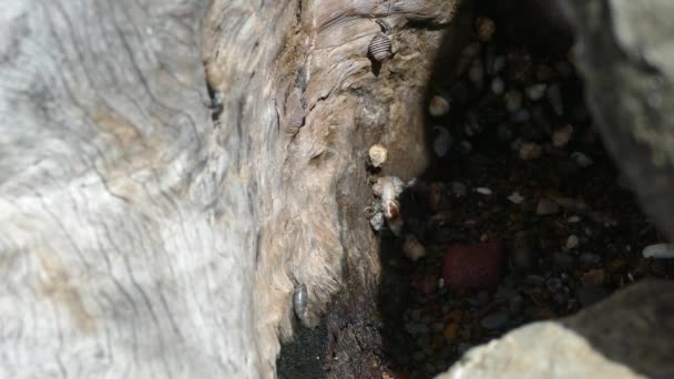 Cangrejos Ermitaños Moviéndose Alrededor Árbol Playa Montezuma Costa Rica — Vídeos de Stock