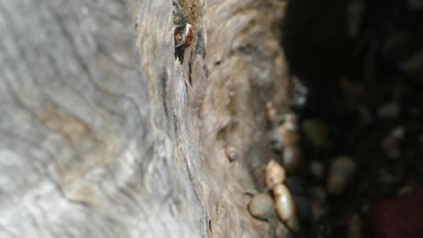 Nahaufnahme Einer Einsiedlerkrebse Die Sich Einem Baum Montezuma Costa Rica — Stockvideo