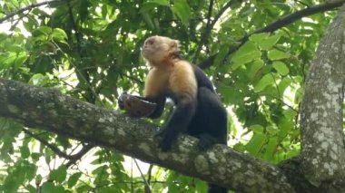 Capuchin maymunu Montezuma Kosta Rika 'da hindistan cevizi kabuğundan parçalar yiyor.
