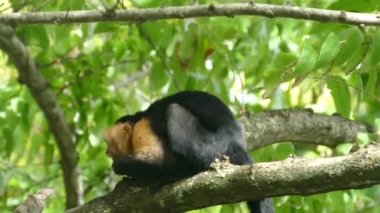 Capuchin maymunu Montezuma Kosta Rika 'da hindistan cevizinden yiyor.