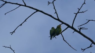 Montezuma Kosta Rika 'da bir ağaçta iki muhabbet kuşu.