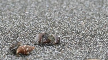 Münzevi yengeç Montezuma Kosta Rika sahilinde birbirleriyle savaşıyor.