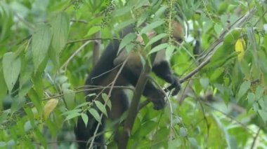 Genç bir Capuchin maymunu Montezuma Kosta Rika ormanındaki küçük yapraklardan yiyor.
