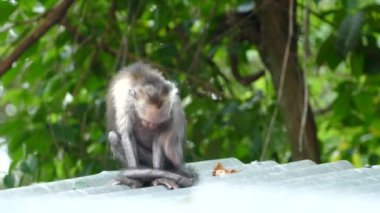 Montezuma Kosta Rika ormanındaki bir binanın çatısındaki kötü derili kaşınan Capuchin maymunu.