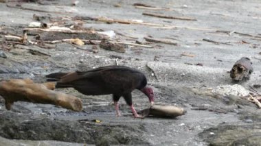 Akbaba sahilde Montezuma Kosta Rika 'daki ölü bir balıktan besleniyor.