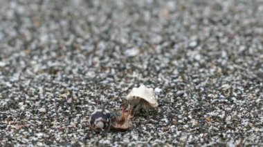 Montezuma Kosta Rika sahilinde yürüyen keşiş yengeci.