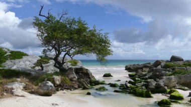 Tulum Yucatan, Meksika 'da kayalık ve algalı küçük bir koy.