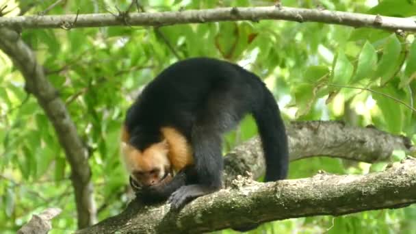 卡普钦猴子在树上吃着椰子壳 看着在哥斯达黎加蒙特苏马的相机 — 图库视频影像