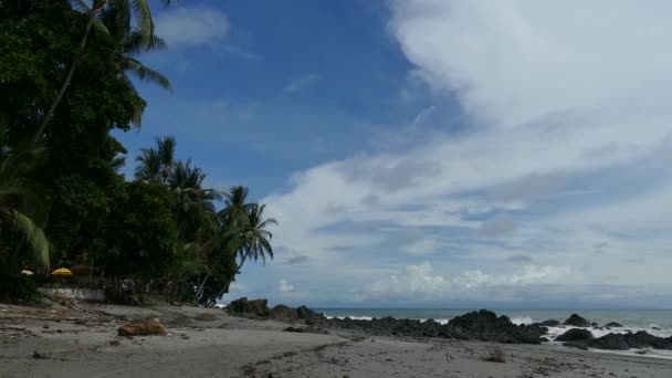 Pláž Palmy Montezuma Costa Rica — Stock video