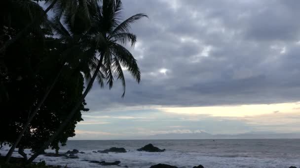 Palmtrees Rocks Montezuma Costa Rica — Stock Video