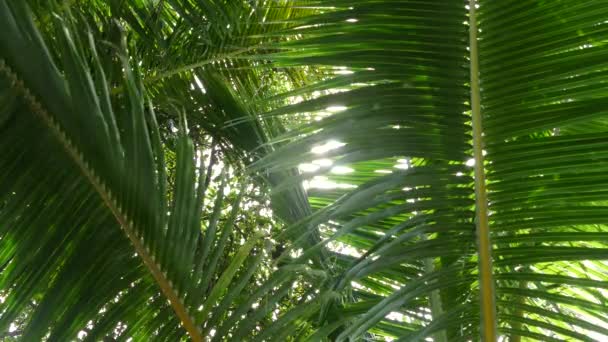 Napfény Keresztül Pálmafák Montezuma Costa Rica — Stock videók