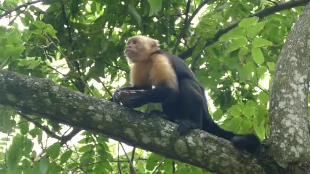 在哥斯达黎加蒙特苏马市 卡普钦猴子在树上吃椰子壳碎片 — 图库视频影像