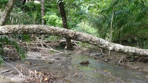 Kleiner Wasserlauf Wald Von Montezuma Costa Rica — Stockvideo