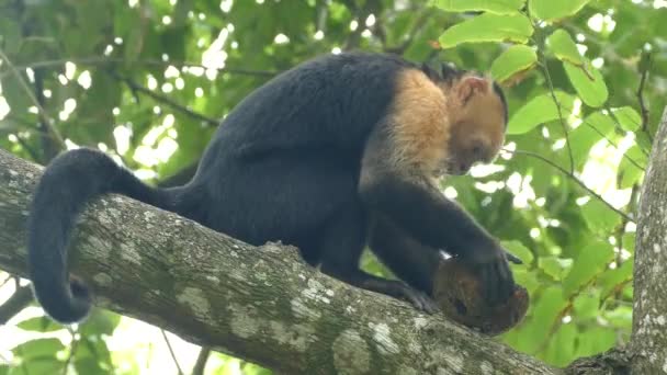 Mono Capuchino Árbol Comiendo Coco Mira Alrededor Montezuma Costa Rica — Vídeo de stock