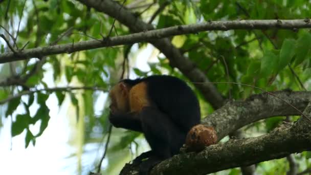 在哥斯达黎加蒙特祖马 在一棵树上的卡普钦猴子正在快速地吃着椰子 并环顾四周 — 图库视频影像