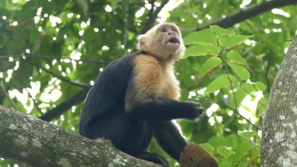 Kapucijnaap Die Eet Van Een Kokosnoot Nieuwsgierig Naar Wat Gaande — Stockvideo