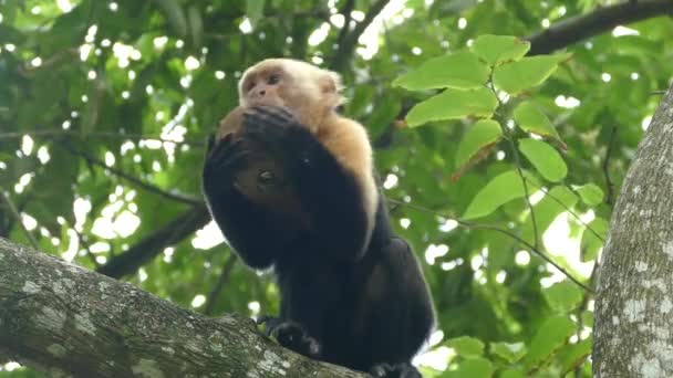 Kapucijnaap Eet Van Een Kokosnoot Draait Zich Montezuma Costa Rica — Stockvideo