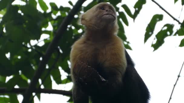 モンテズマコスタリカのココナッツから噛むカプチン猿 — ストック動画