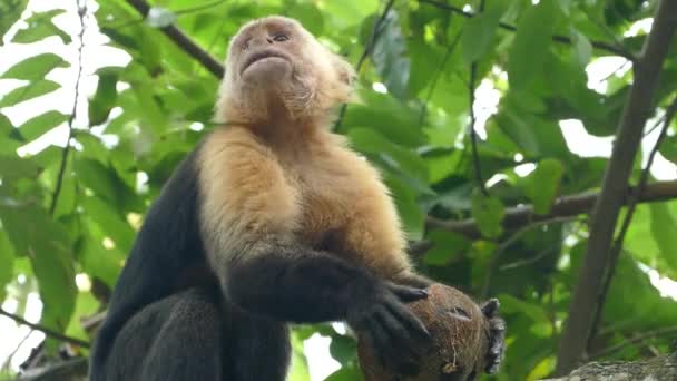 Capuchin Maymunu Montezuma Kosta Rika Hindistan Cevizi Çiğniyor — Stok video