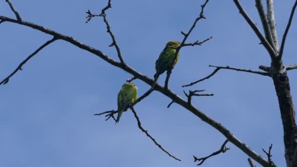 Twee Parkieten Een Boom Samen Montezuma Costa Rica — Stockvideo