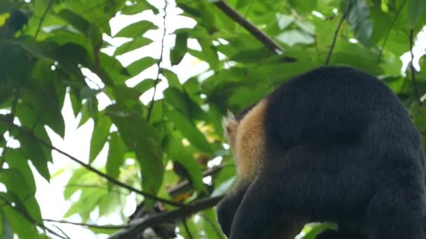 Kapuzineraffe Spuckt Kokosnussstücke Montezuma Costa Rica Aus — Stockvideo