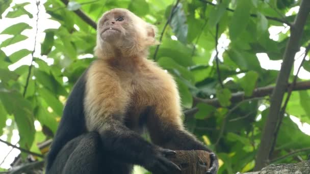 Capuchin Maymunu Montezuma Kosta Rika Hindistan Cevizi Çiğneyip Tükürüyor — Stok video