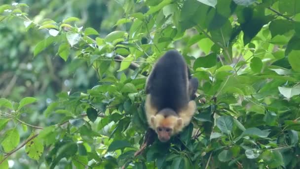 Monyet Capuchin Muda Melihat Sekeliling Untuk Melompat Pohon Berikutnya Hutan — Stok Video