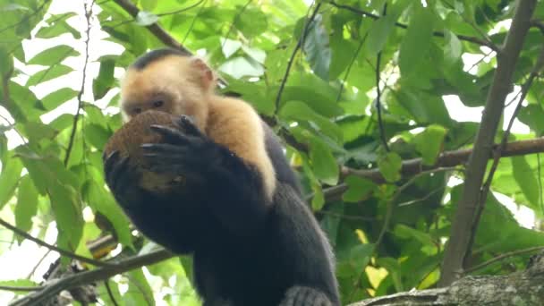 Macaco Prego Comendo Coco Olhar Curioso Torno Que Está Acontecendo — Vídeo de Stock