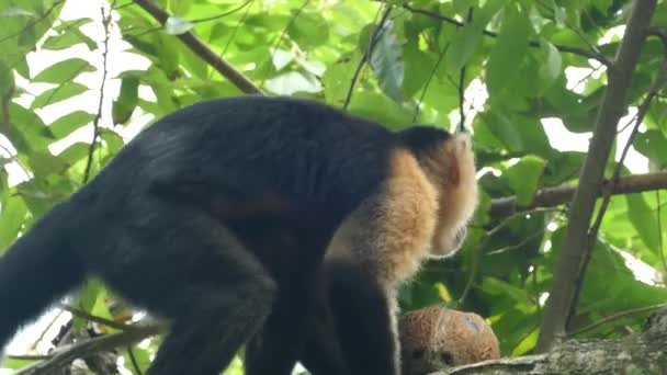 Capuchin Maymunu Montezuma Kosta Rika Bir Ağaçta Hindistan Cevizi Yerken — Stok video