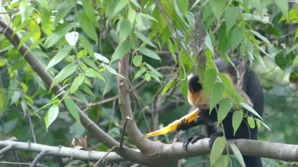 Singe Capucin Mangeant Dans Arbre Dans Forêt Montezuma Costa Rica — Video