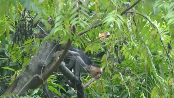 Viejo Mono Capuchino Picante Bosque Montezuma Costa Rica — Vídeos de Stock