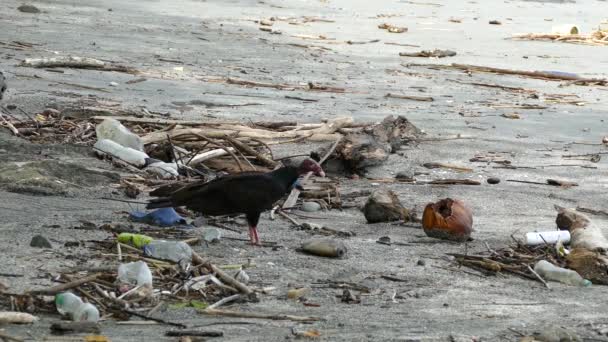 Vulture Beach Eating Death Fish Montezuma Costa Rica — Stock Video