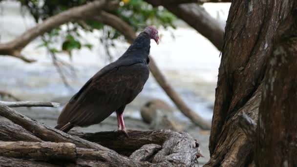 Akbaba Montezuma Kosta Rika Sahilinde Bir Ağaçta — Stok video