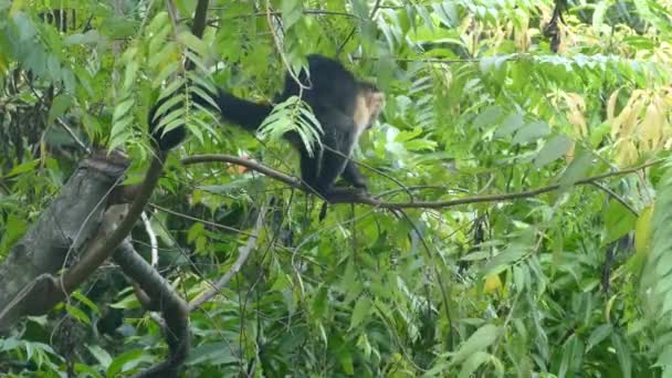 Mladý Capuchin Opice Jíst Malé Listy Svědící Ocas Lese Montezuma — Stock video