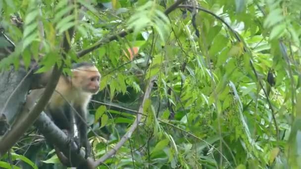 Mono Capuchino Joven Comiendo Pequeñas Hojas Árbol Bosque Montezuma Costa — Vídeo de stock