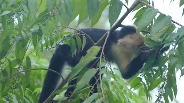 Genç Bir Capuchin Maymunu Montezuma Kosta Rika Ormanındaki Küçük Yapraklardan — Stok video