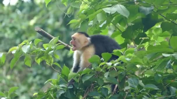 Mono Capuchino Saltando Enojado Bosque Montezuma Costa Rica — Vídeo de stock
