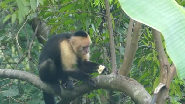 Capuchin Maymunu Montezuma Kosta Rika Ormanındaki Bir Ağaçta Meyve Yiyor — Stok video