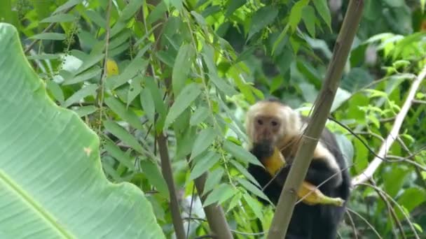 Mono Capuchino Comiendo Plátano Árbol Bosque Montezuma Costa Rica — Vídeos de Stock