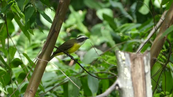 Küçük Sarı Kuş Uçuyor Montezuma Kosta Rika Ormanında — Stok video