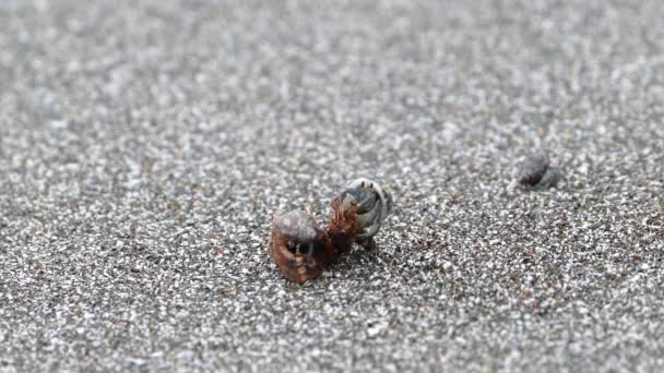 Cangrejo Ermitaño Comiendo Pedacito Cáscara Coco Playa Montezuma Costa Rica — Vídeo de stock