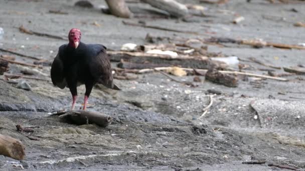 Vautours à la plage mangeant d'un poisson mort à Montezuma Costa Rica