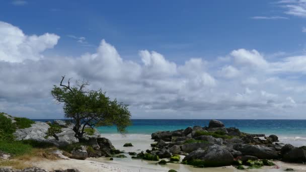 Meksika Tulum Yucatan Sahilinde Küçük Bir Koy — Stok video