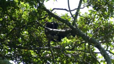 Uluyan maymun, Nikaragua 'daki Mombacho Volkanı Doğa Koruma Alanında bir ağaçta bebek bekliyor.