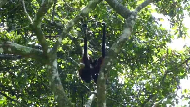 Monos Aulladores Colgados Jugando Árbol Reserva Natural Volcán Mombacho Nicaragua — Vídeos de Stock